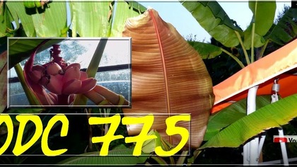 Nr 775. Rekordowy odrost u bananowca. Jeszcze tak długiego odrostu nie miałemNa luzie. Pozdrawiam