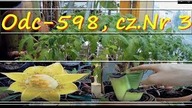 Odc-598, cz.  nr 3 Sadzonki pomidorów,musella,ensete zielony,wysiew ogórka szklarniowego i ?