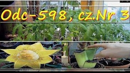 Odc-598, cz.  nr 3 Sadzonki pomidor&oacute;w,musella,ensete zielony,wysiew og&oacute;rka szklarniowego i ?
