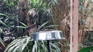 Red-Whiskered Bulbull at the feeder / Bilbile Zbroczone przy karmniku