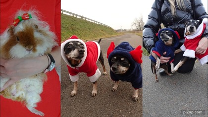 Vlogmas 8 Wszystkie przysmaki piesków i testery