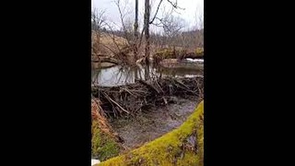 Bieszczadzkie Bobry...  #bobry #rzeka #bieszczady #wbiesy #góry #wgóry #górskie #bieszczadzka