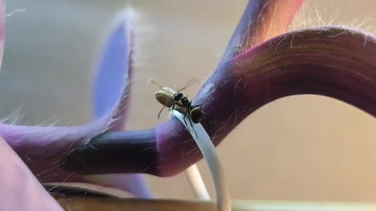 Epipremnum w formikarium  najlepsza roślina do hodowli mrówek?