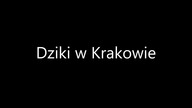 Dziki w Krakowie