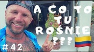 Trafiliśmy do wioski HIPISÓW...  Trawa , relaks i dżungla (Palomino, KOLUMBIA) #42