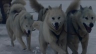 David Guetta - She Wolf Falling To Pieces ft Sia Official Video