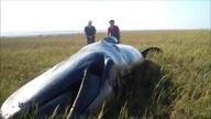 Wieloryb daleko od brzegu?