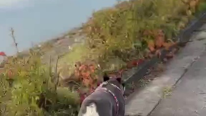 Trzeba podlać krzaczki.