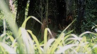Cannibal Holocaust (1980) Lektor PL