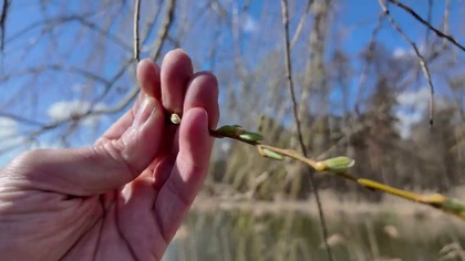 Poznać, pokochać, chronić.  Jaworznicka Tarka