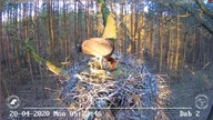 Pierwsze jajko u czarnych bocian&oacute;w