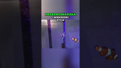 Katastrofa w akwarium morskim!  Straciłem prawie wszystko...  #akwarystyka