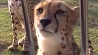 Miauczący Gepard