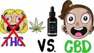 CBD - cudowny olejek czy ściema?