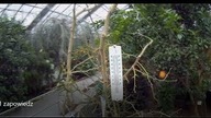 Zapowiedź odcinka nr 555 .  Ogród botaniczny, szklarnie Powsin 2019r