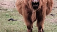 kiedy po tygodniu wakacji wracasz na farmę #powitanie #highlandcattle #szkockiekrowy #baski