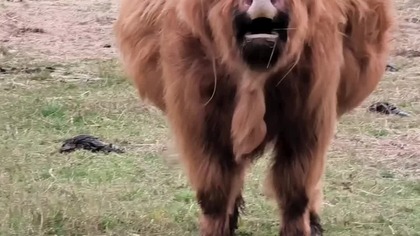 kiedy po tygodniu wakacji wracasz na farmę #powitanie #highlandcattle #szkockiekrowy #baski