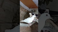 Kolejne cukrówki  #fus #birds #golebie #egzotyka #cukrówki #pigeon