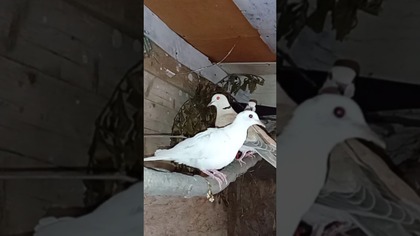 Kolejne cukrówki  #fus #birds #golebie #egzotyka #cukrówki #pigeon