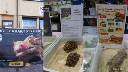 Exoticarium 2026 r giełda terrarystyczna