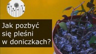 Pleśń w ziemi u roślin domowych. 6 sposob&oacute;w jak pozbyć się pleśni z ziemi