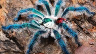 Typhochlaena seladonia od Spidershop.pl jest już u mnie!! *najdroższy ptasznik*