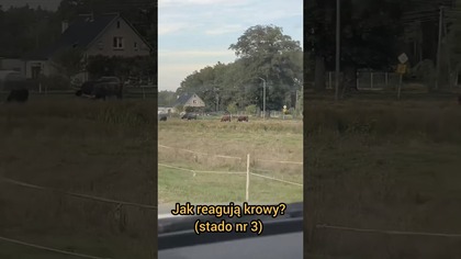 Jak reagują krowy, gdy usłyszą swój ulubiony głos? #szkockiekrowy #highland #hodowla #zwierzęta