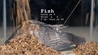 10 000 Maggots VS Fish | How Quickly The MAGGOTS Eat a Fish?