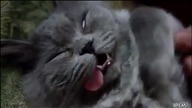 Sleeping Cat With Insane Face