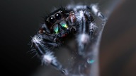 Nowe SKAKUNY Z FLORYDY! Phidippus regius
