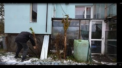 Odc 370-Wykopywanie bananów musa basjoo w grudniu, zimowanie.  Aby do wiosny 2018r.