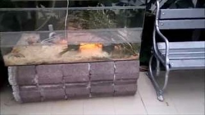 336-Świnki morskie w Polskiej Akademi Nauk Ogr&oacute;d Botaniczny Powsin