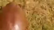 Żółw włączył turbo