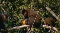 Ten Wspaniały Świat: Cz.  1 Cuda Przyrody (1997)