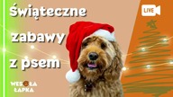Świąteczne zabawy z psem.