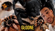 Karmienie i ogarnianie hodowli #2 GŁODNE BESTIE