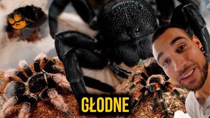 Karmienie i ogarnianie hodowli #2 GŁODNE BESTIE