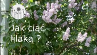 Lilak pospolity czyli potocznie bez. Jak ciąć, pielęgnować, by pięknie kwitł!