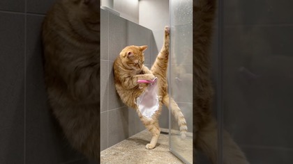 Somebodys getting Spade #cat