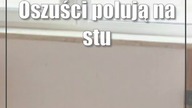 Oszuści polują na studentów.  Oferują mieszkania