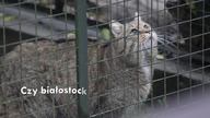 ZOO w Białymstoku.  Czy było już przed wojną?