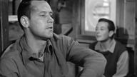 Stalag 17 1953 lektor