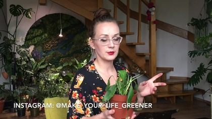 Dlaczego skrzydłokwiat więdnie? Jak uratować przelane, żółknące i brązowiejące skrzydłokwiaty?