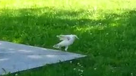 Biały kruk uwieczniony w Rosji