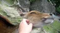Jelonek