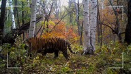 Tygrys syberyjski i tajemnicza święta góra (2016) LektorPL