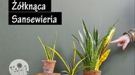 Dlaczego sansewieria żółknie więdnie, brązowieje? Jak dbać, pielęgnować, uprawiać