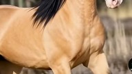 horse 3 #trueman #true #love #śmieszne #motywacja