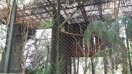 Puszczyk (Strix aluco) i Puchacz (Bubo virginianus), zoo Warszawa