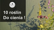 10 roślin do cienia
